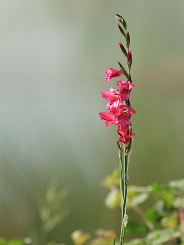 Fleur