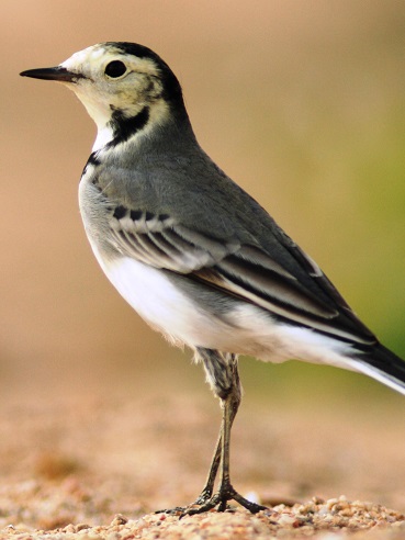 La nature 2, oiseau